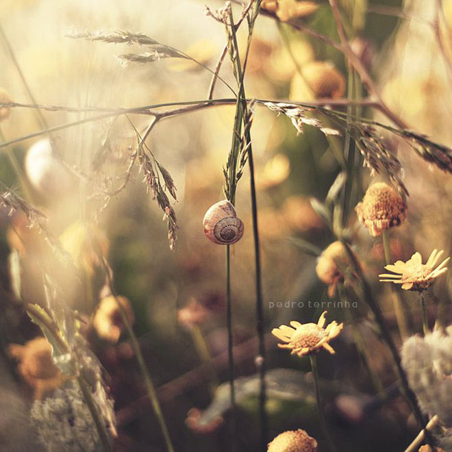 beatiful-dream-colorful-pedro-terrinha-photography